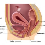 Womens Health and Menopause Center Pelvic Floor Muscles