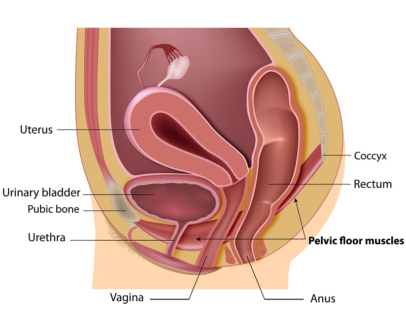 Womens Health and Menopause Center Pelvic Floor Muscles